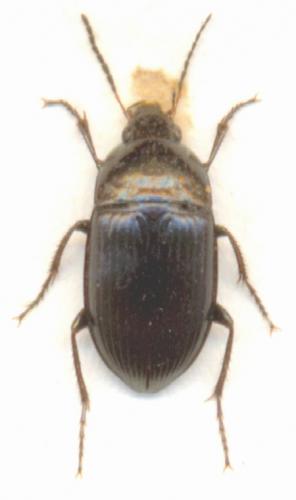 Amara sp.
