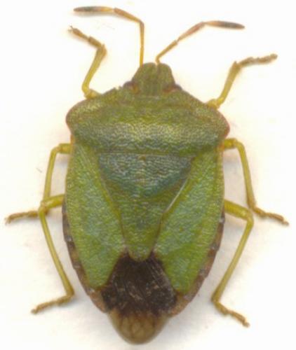 Palomena prasina