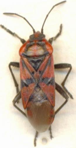 Réf. 5 232 : Spilostethus pandurus