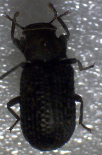 Bolitophagus reticulatus
