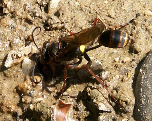 Réf. 5 038 : Sceliphron curvatum