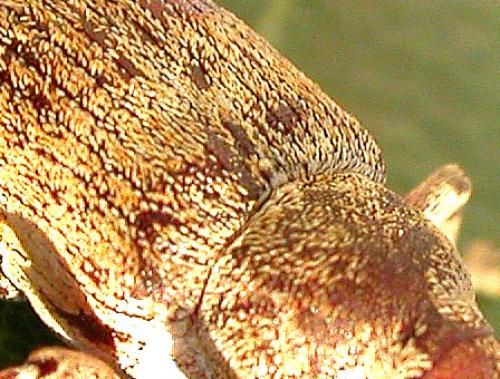 Réf. 5 157 : Curculio elephas