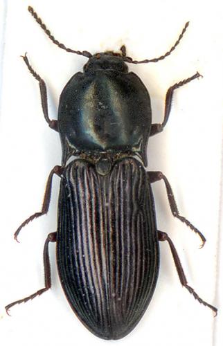 Réf. 5 652 : Selatosomus amplicollis