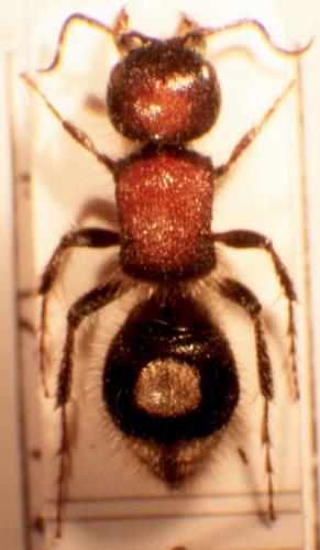 Réf. 5 474 : Sigilla dorsata