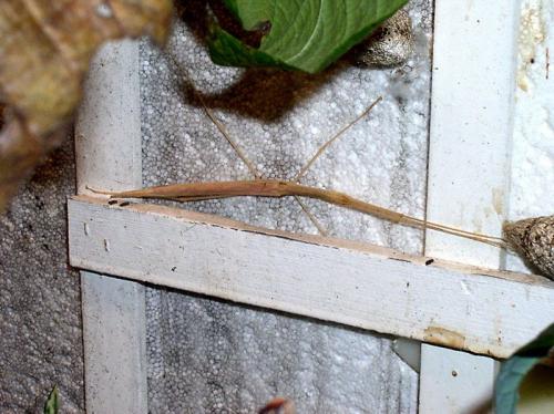 Sipyloidea sipylus