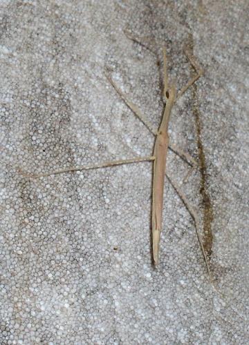 Sipyloidea sipylus