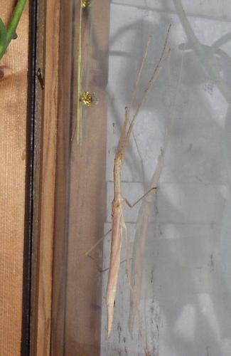 Sipyloidea sipylus