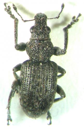 Coelositona cambricus