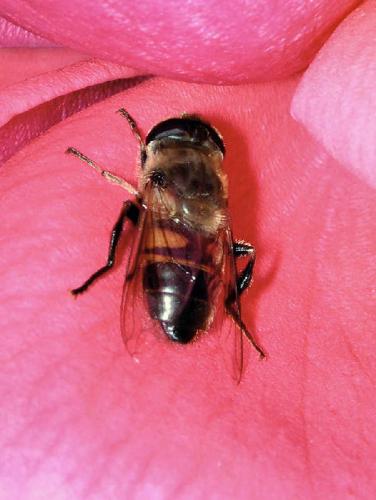 Epistrophe eligans