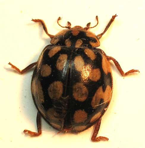 Sospita vigintiguttata