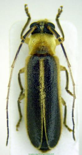 Réf. 5 183 : Apagomerina lampyroides