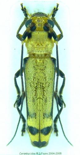 Réf. 5 184 : Hemilophini inconnu