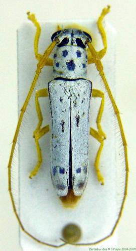 Réf. 5 156 : Phoebe bicornis