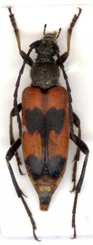 Réf. 5 656 : Stictoleptura cordigera