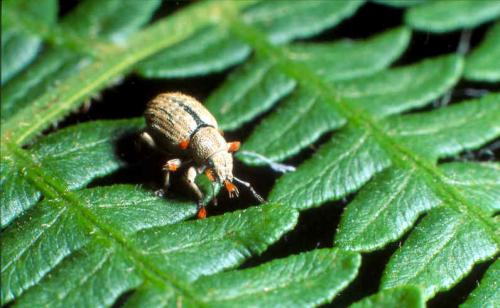 Réf. 5 081 : Strophosoma melanogrammum