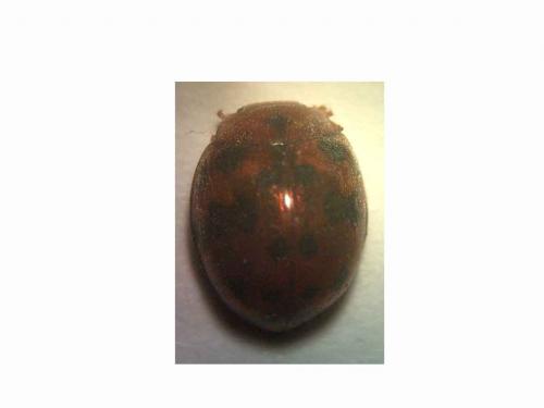Réf. 5 412 : Subcoccinella vigintiquatuorpunctata