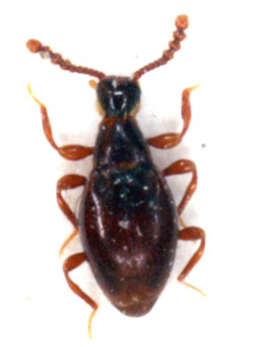 Réf. 5 088 : Euconnus chrysocomus