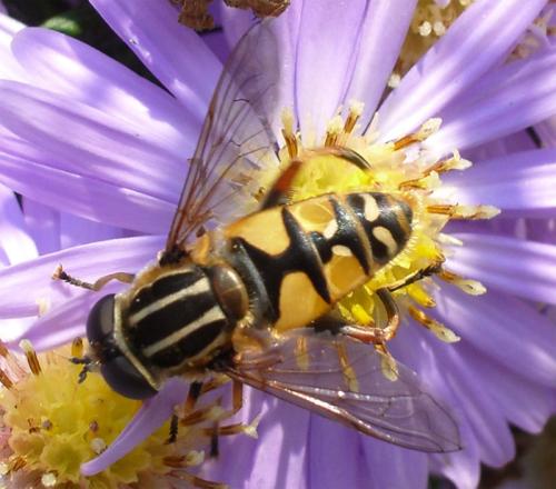 Réf. 5 196 : Helophilus pendulus