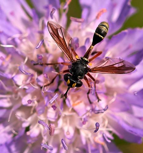 Physocephala sp.