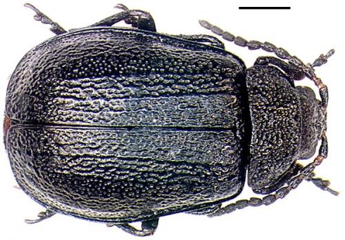 Réf. 5 522 : Galeruca tanaceti
