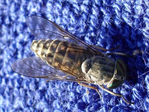 Réf. 5 003 : Tabanus glaucopis