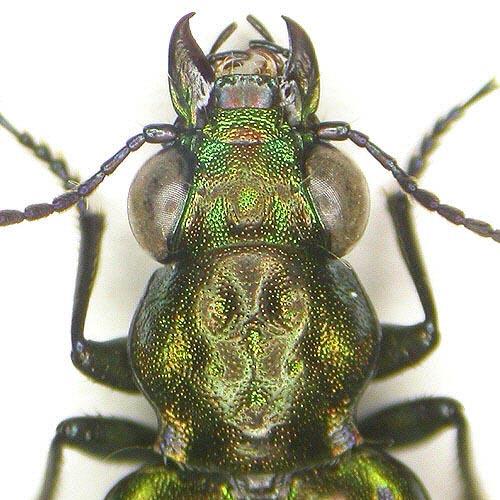 Réf. 5 799 : Elaphrus pyrenoeus