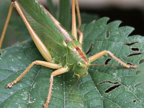 Réf. 5 025 : Tettigonia viridissima