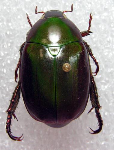 Anomala sp.