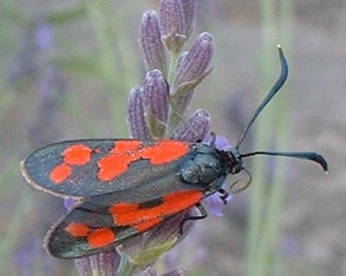 Réf. 5 313 : Zygaena transalpina hippocrepidis