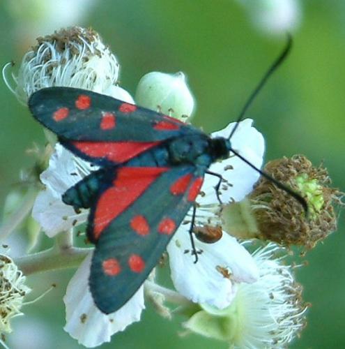 Zygaena transalpina