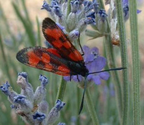 Réf. 5 315 : Zygaena transalpina hippocrepidis