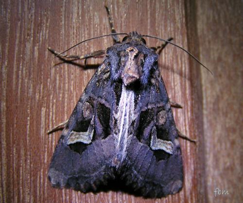 Réf. 5 475 : Trigonophora flammea