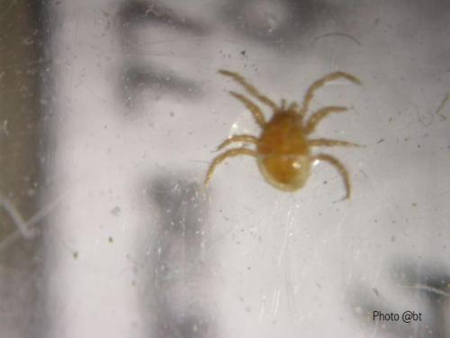Parasitellus fucorum