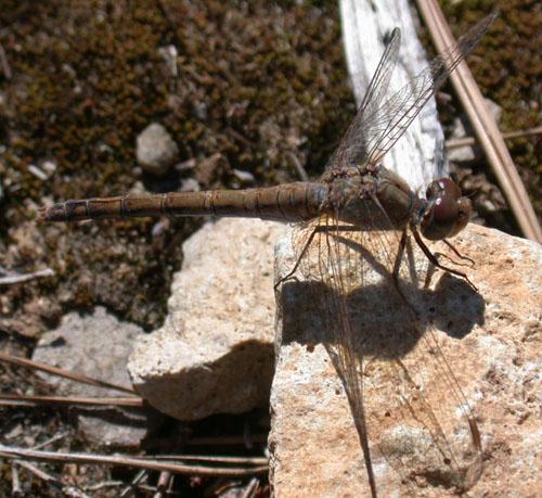 Réf. 5 467 : Sympetrum sp.