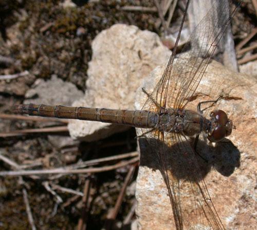 Sympetrum sp.