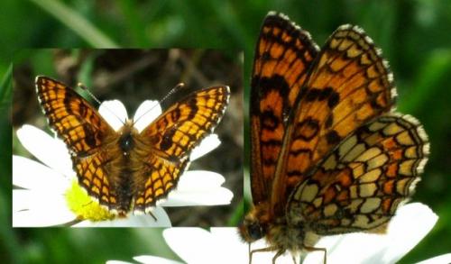 Melitaea sp.