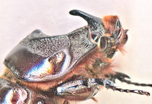 Oryctes rhinoceros