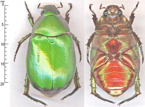 Anomala rubripes