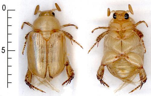 Pseudotrigonocnemis poirieri