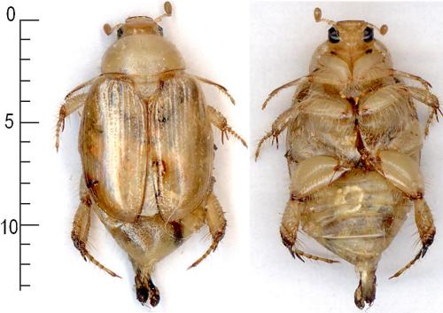 Pseudotrigonocnemis poirieri