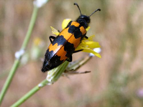 Réf. 5 710 : Mylabris variabilis