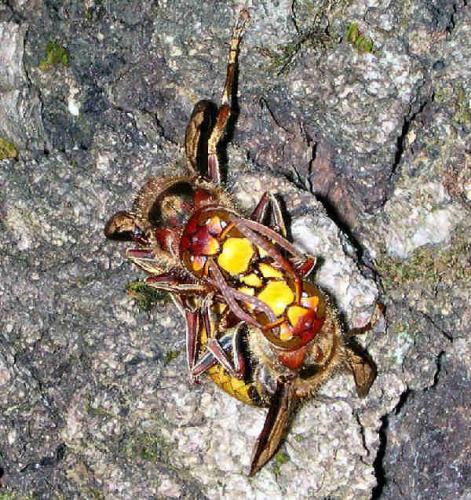 Vespa crabro