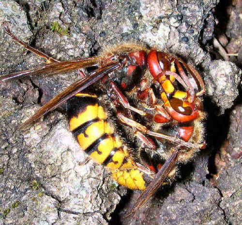 Réf. 5 741 : Vespa crabro