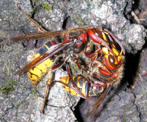 Vespa crabro