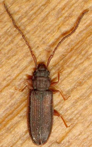 Réf. 5 100 : Uleiota planatus