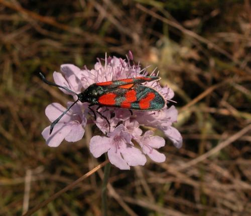 Réf. 5 296 : Zygaena transalpina hippocrepidis