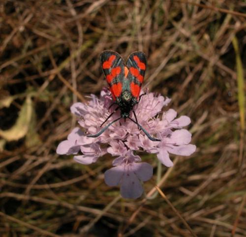 Réf. 5 295 : Zygaena transalpina hippocrepidis
