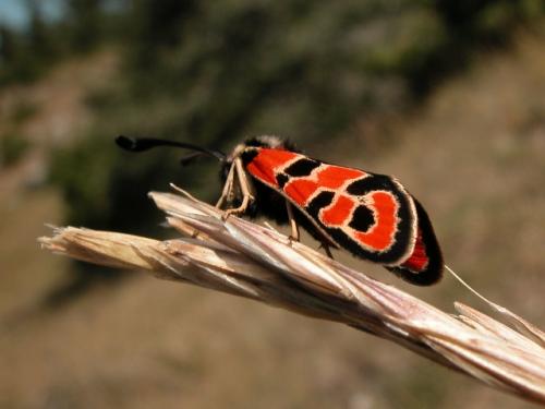 Réf. 5 297 : Zygaena fausta