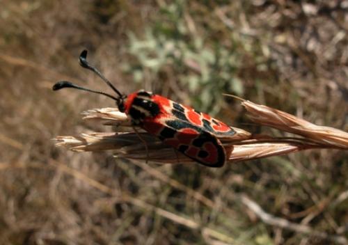 Zygaena fausta