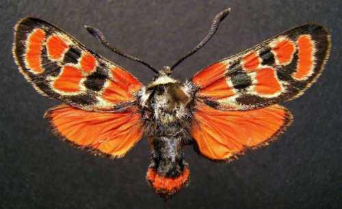 Zygaena carniolica